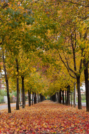 pedestrian avenue lined with trees in autumn with its colorful colors and carpet of leavesの写真素材