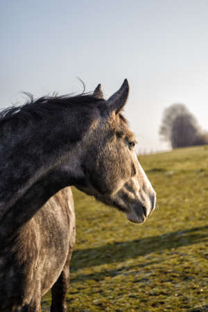 Horse on the meadow