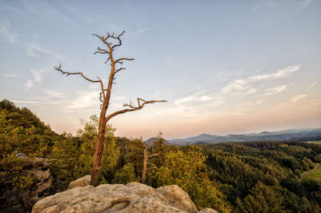 Tree on the mountainの写真素材
