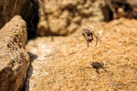 Spider on it s web