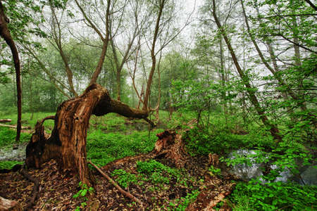 Primeval forest