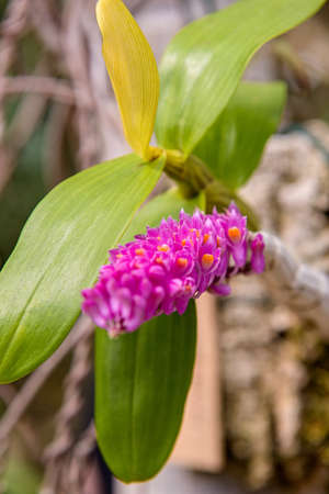 Toothbrush Orchidの写真素材