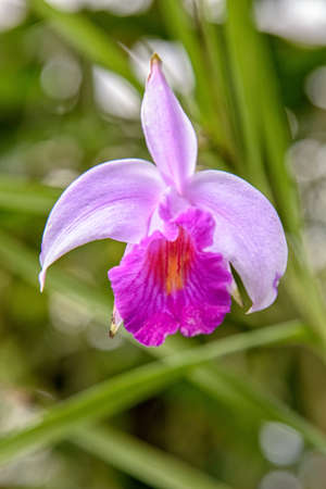 Arundina graminifoliaの写真素材