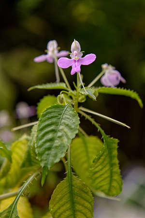 Impatiens hochstetteriの写真素材