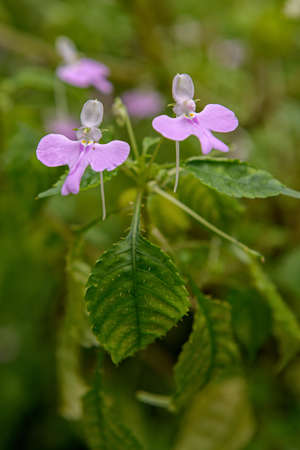 Impatiens hochstetteriの写真素材