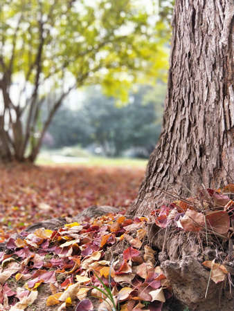 Autumn fallen leavesの写真素材