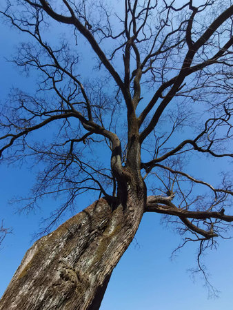 dry tree with blue sky background, beauty photo digital picture for youの写真素材