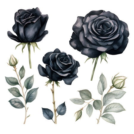 Black rose flower and leaves set. Watercolor hand drawn illustration.の素材