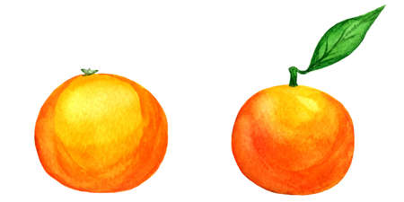 set of 2 vector watercolor tangerines isolated on white background in side viewのイラスト素材