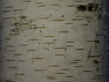 texture of birch