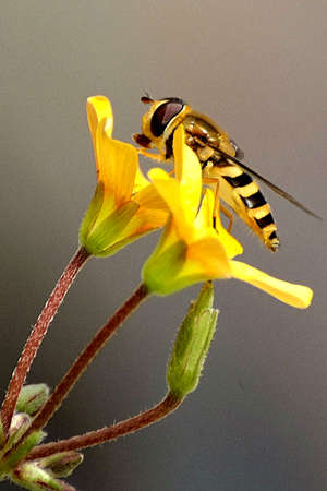 yellow and black hoverfly macroの写真素材