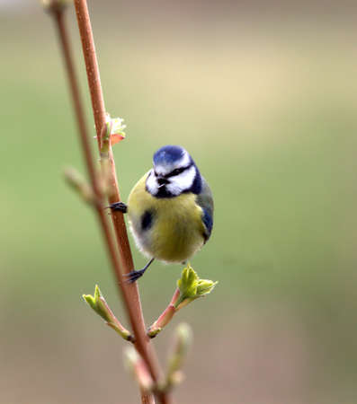 singing blue tit birdの写真素材
