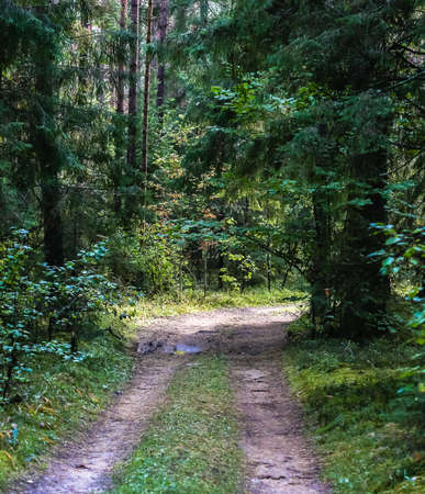 empty forest road with puddle and bend; summer nature landscape in the forest; green nature in a...