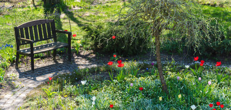 Garden landscape on a spring day, to the left is a wooden bench, middle bed with flowers and in the middle is Weeping Siberian Peashrub (Caragana arborescens pendula)の写真素材