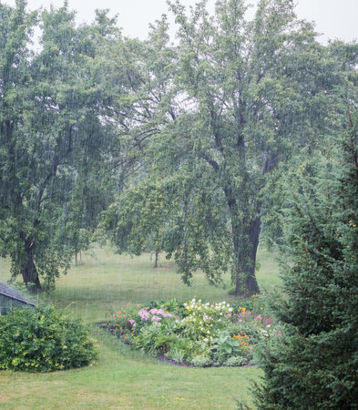 Garden in the rain. Heavy rain is falling, large pear trees with yellow pears in the background, a flower bed in the foreground.の写真素材