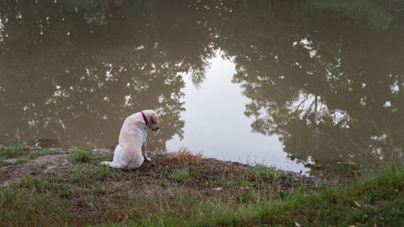 A golden Labrador retriever sits on the coast of a water body and looks thoughtfully at the water; a reflection of the trees in the water.の写真素材