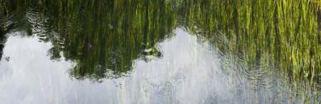 Abstract nature background, green water grass in the river under water, selected focus, partial reflectionの写真素材
