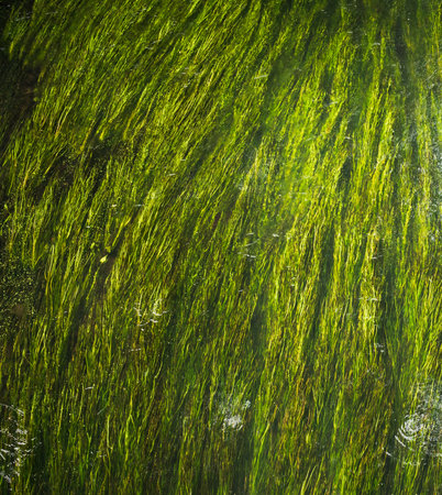 Abstract nature background, green water grass in the river under water, selected focus