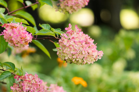 Pink hydrangea flower head in garden on green background, selective focus