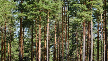 The beautiful tree trunks of the pine forest, sunny day, selected focusの写真素材