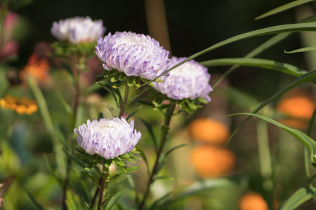 nature wallpaper, selected focus on purple aster flower, blurred backgroundの写真素材