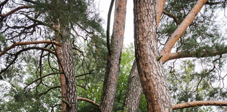The beautiful curved trunks of pine trees with branches; selected focus in the forestの写真素材