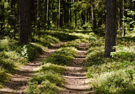 Empty forest road, large tree trunks, blueberry bushes and fallen pine cones, selective focus.