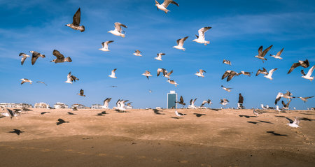 A flock of seagulls on the sand of the ocean coast and many of them take to the wings against the blue sky, selective focus.の写真素材