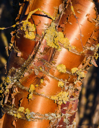 a beautiful tree trunk illuminated by the sun, close-up; beautiful bark that creates a decorative appearance. Selective focus.の写真素材