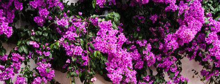 The wall of the house with abundantly blooming purple Bogumila - bougainvillea at the end of August.