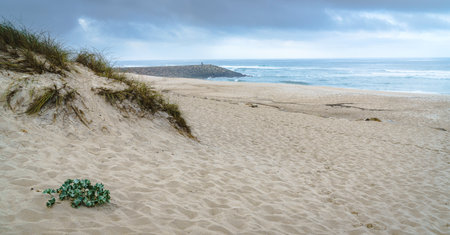 A view of the sandy dune with grass and the blue waters of the ocean, the rocky jetty is visible; cloudy overcast sky.の写真素材