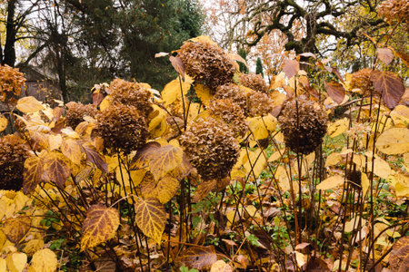 Hydrangea arborescens 'Annabelle' bushes in a round bed in autumn with yellow-brown leaves and large flower heads. In the middle of the bed, there is a Caragana arborescens.の写真素材