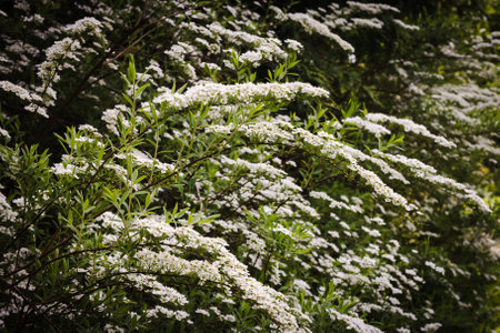 Spiraea x cinerea grefsheim Garland Spiraea - a shrub with branches full of small white flowers.