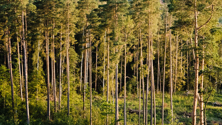 Close-up of pine forest tree trunks, background with straight, brown trunks, branches with green...