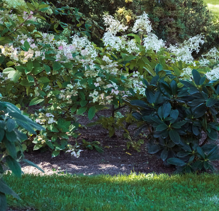 Flowering white hydrangea bushes in the bed, next to the rhododendron; lawn in front.