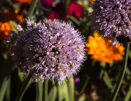 Close-up of flowering purple head of decorative bulb and blurred garden background, selective focus.