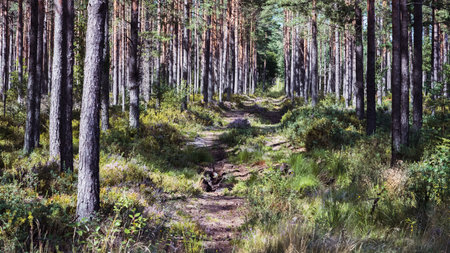 An empty, partially overgrown road in a pine forest, grass, blueberry bushes, the play of light and shadows between the trees on the ground.の写真素材