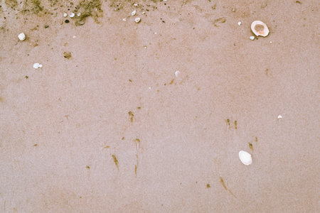 Close-up background of yellow fine sand grains texture and seashells, top view of sand detail texture background.の写真素材