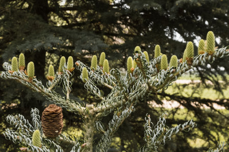 Abies koreana 'Silberlocke'. Close-up of Korean fir branches with new cones; one old cone is also visible.の写真素材
