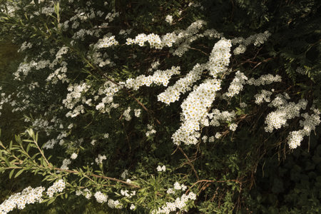Spiraea thunbergii, white flowers in the garden