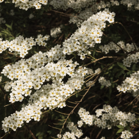 Spiraea thunbergii, white flowers in the garden