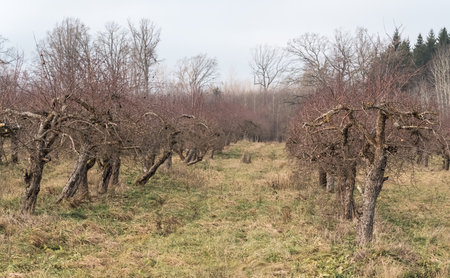 The apple orchard in early spring. Rows of fruit trees