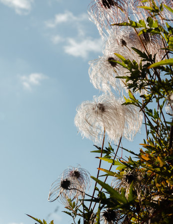 Flowering grass on a background of blue sky with clouds.
