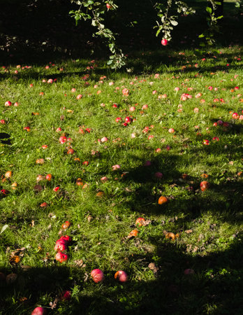 Red apples have fallen in the grass under the apple tree, the long grass is full of fruit.の写真素材