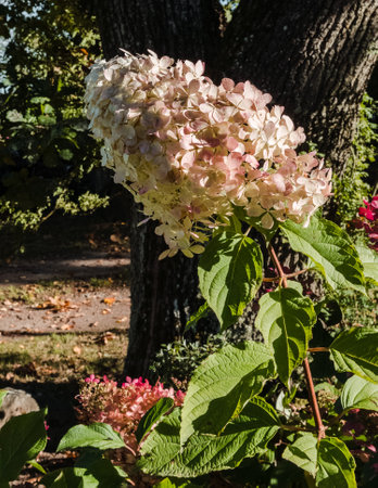 Hydrangea paniculata variety Magical Candle hydrangea with white pink flowers in October against the background of a thick oak tree trunk. Low angle view.の写真素材