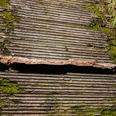 Old wooden planks covered with moss. Abstract background for design.の写真素材