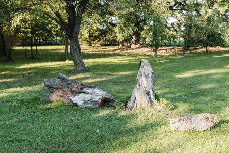 A tall stump of an old pear tree and hard-to-cut trunk sections in the grass of the ground.の写真素材