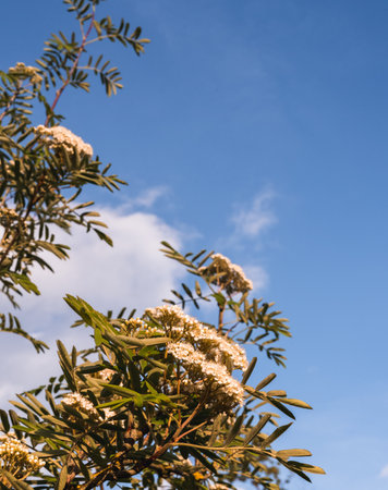 Rowan branches with white flowers in May against a blue sky background, selective focus, low angle view.の写真素材