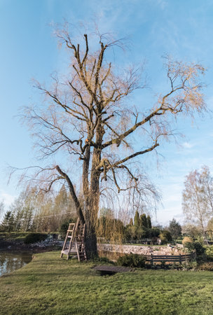 A large willow tree in a rural garden landscape in spring; sunshine on a blue sky background