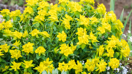 Cushion Spurge garden plant yellow flower leaf tips. Euphorbia epithymoides Euphorbia Polychroma....